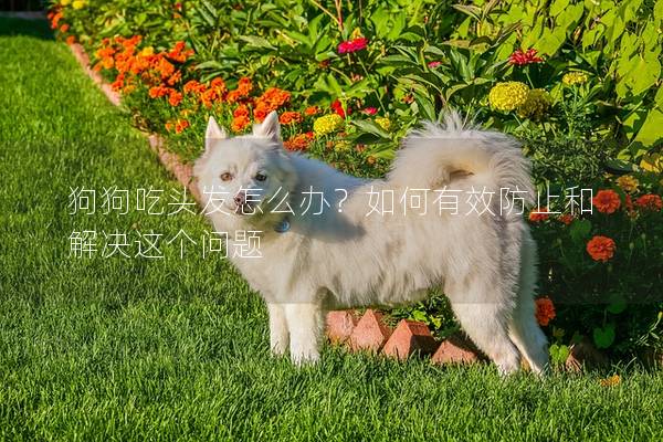 狗狗吃頭發怎么辦？如何有效防止和解決這個問題