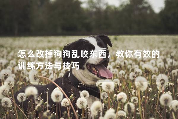 怎么改掉狗狗亂咬東西，教你有效的訓練方法與技巧