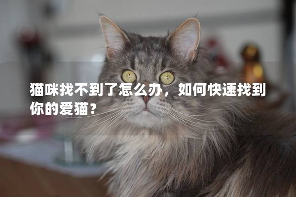 貓咪找不到了怎么辦，如何快速找到你的愛貓？