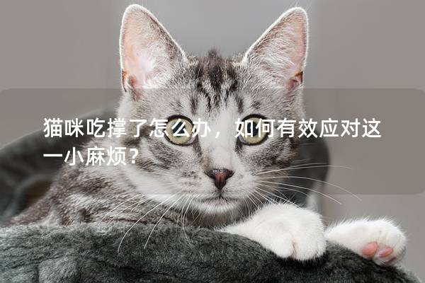 貓咪吃撐了怎么辦，如何有效應對這一小麻煩？
