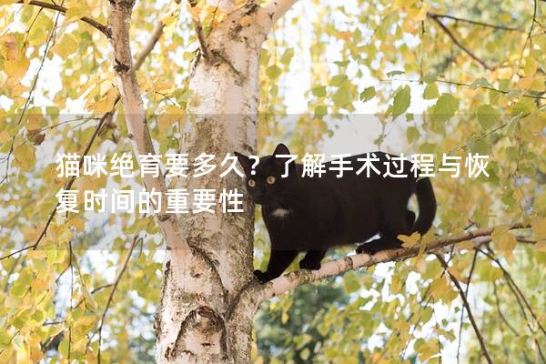 貓咪絕育要多久？了解手術過程與恢復時間的重要性