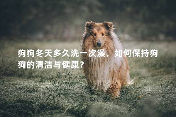 狗狗冬天多久洗一次澡，如何保持狗狗的清潔與健康？