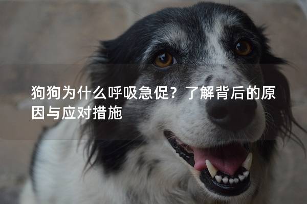 狗狗為什么呼吸急促？了解背后的原因與應對措施
