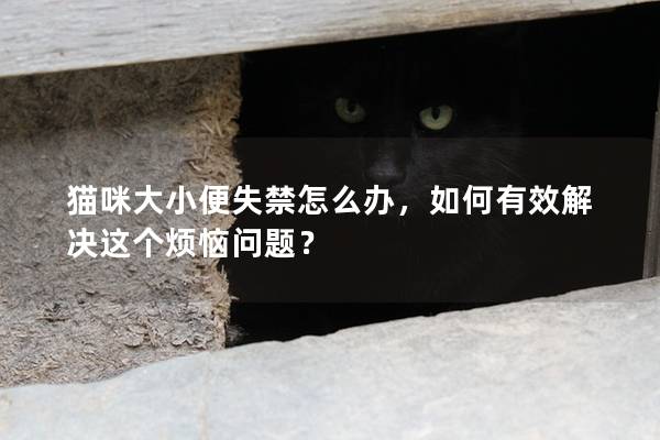 貓咪大小便失禁怎么辦，如何有效解決這個煩惱問題？