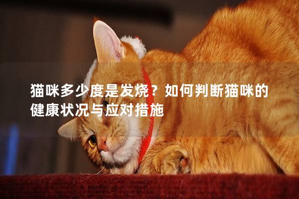 貓咪多少度是發燒？如何判斷貓咪的健康狀況與應對措施