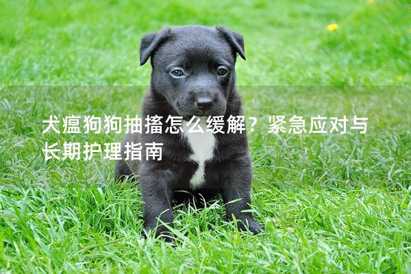 犬瘟狗狗抽搐怎么緩解？緊急應對與長期護理指南