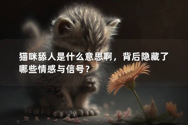 貓咪舔人是什么意思啊，背后隱藏了哪些情感與信號？