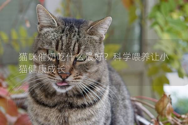 貓咪催奶吃什么最好？科學喂養讓小貓健康成長