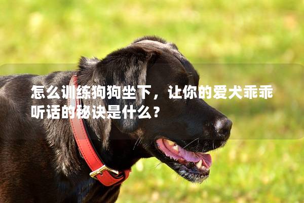 怎么訓(xùn)練狗狗坐下，讓你的愛犬乖乖聽話的秘訣是什么？
