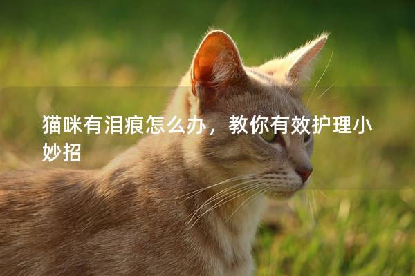 貓咪有淚痕怎么辦，教你有效護理小妙招