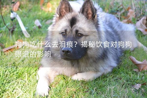 狗狗吃什么去淚痕？揭秘飲食對狗狗眼淚的影響