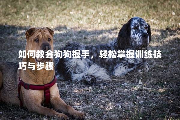 如何教會狗狗握手，輕松掌握訓練技巧與步驟
