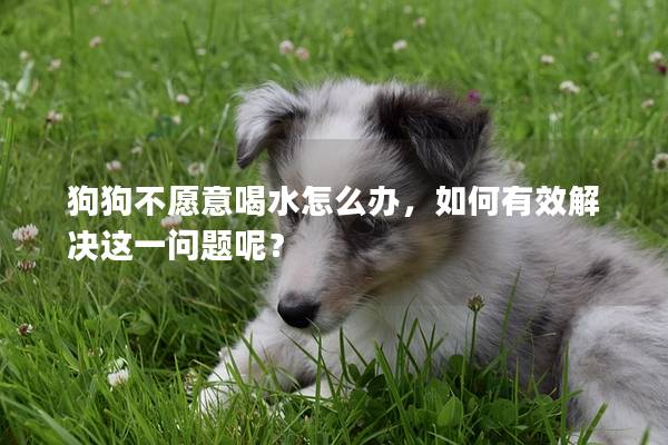 狗狗不愿意喝水怎么辦，如何有效解決這一問題呢？