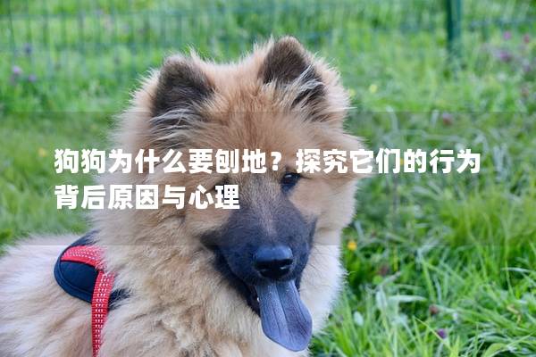 狗狗為什么要刨地？探究它們的行為背后原因與心理