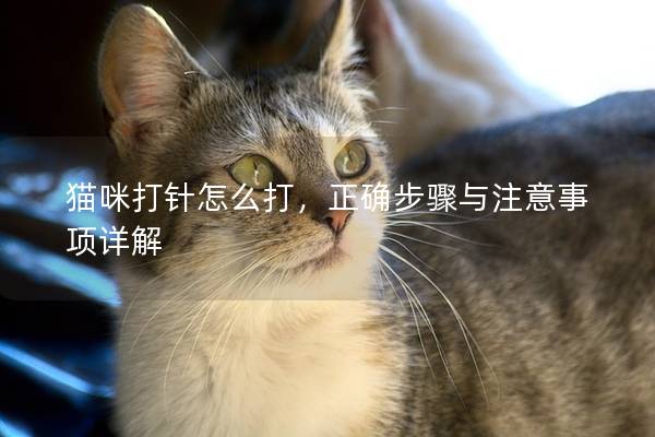 貓咪打針怎么打，正確步驟與注意事項詳解