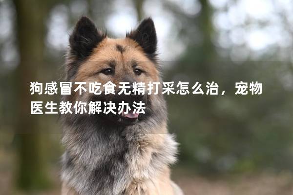 狗感冒不吃食無精打采怎么治，寵物醫(yī)生教你解決辦法