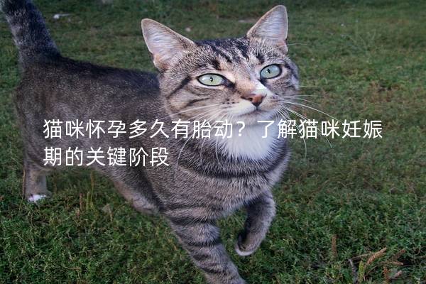 貓咪懷孕多久有胎動？了解貓咪妊娠期的關鍵階段