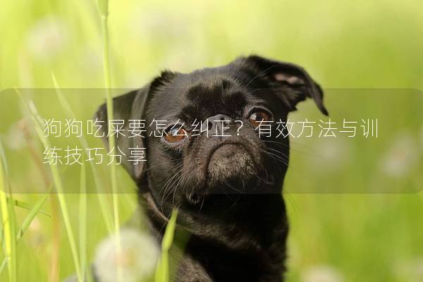 狗狗吃屎要怎么糾正？有效方法與訓練技巧分享