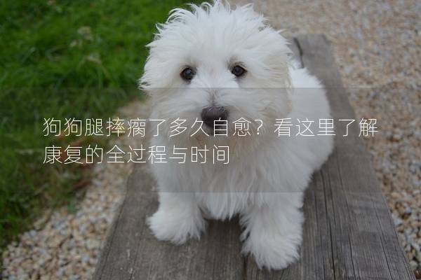 狗狗腿摔瘸了多久自愈？看這里了解康復的全過程與時間