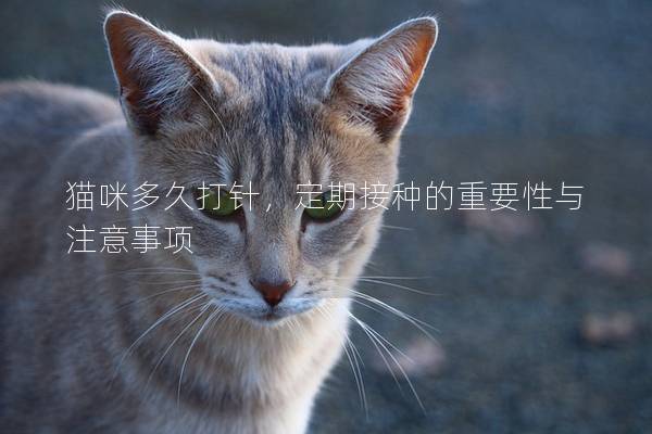 貓咪多久打針，定期接種的重要性與注意事項