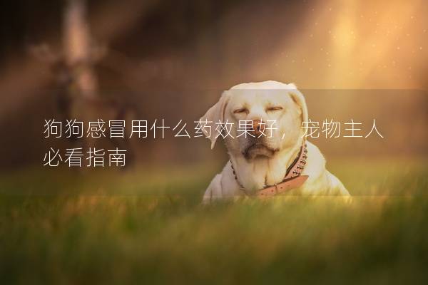 狗狗感冒用什么藥效果好，寵物主人必看指南
