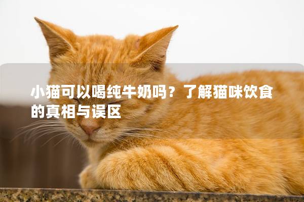 小貓可以喝純牛奶嗎？了解貓咪飲食的真相與誤區