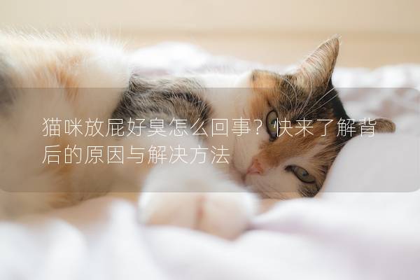 貓咪放屁好臭怎么回事？快來了解背后的原因與解決方法