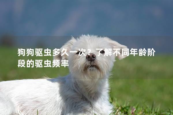 狗狗驅(qū)蟲(chóng)多久一次？了解不同年齡階段的驅(qū)蟲(chóng)頻率