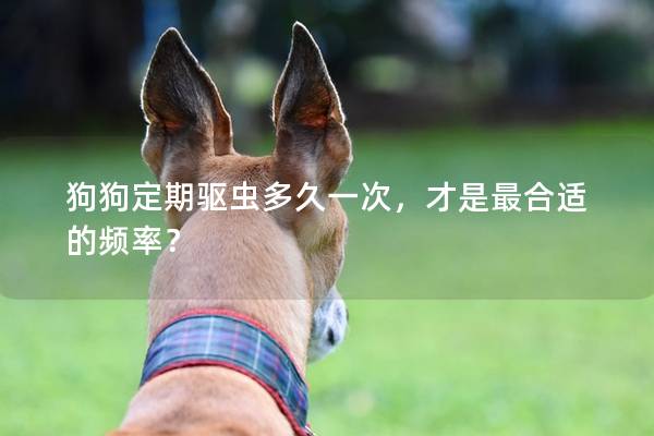 狗狗定期驅蟲多久一次，才是最合適的頻率？