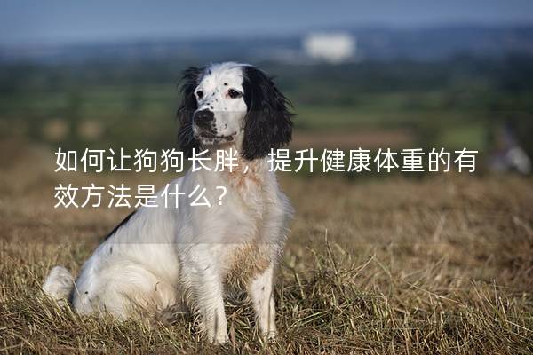 如何讓狗狗長胖，提升健康體重的有效方法是什么？