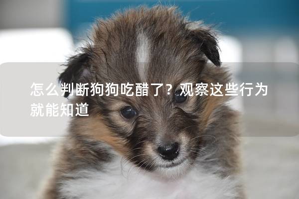 怎么判斷狗狗吃醋了？觀察這些行為就能知道