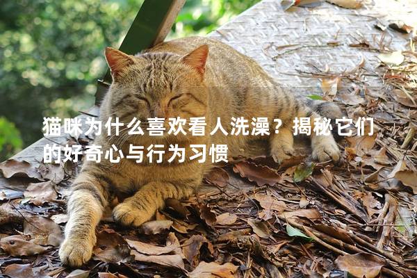 貓咪為什么喜歡看人洗澡？揭秘它們的好奇心與行為習慣