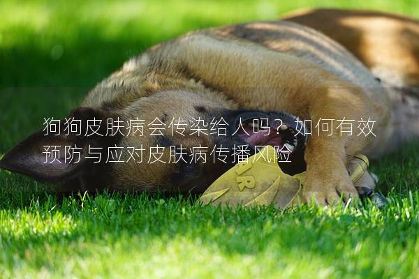 狗狗皮膚病會傳染給人嗎？如何有效預防與應對皮膚病傳播風險