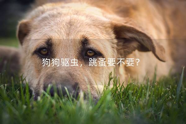 狗狗驅(qū)蟲(chóng)，跳蚤要不要？