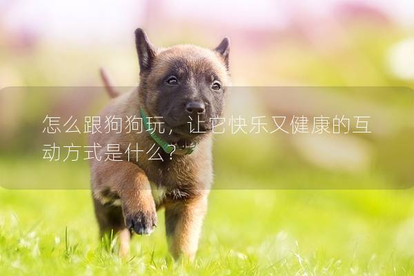 怎么跟狗狗玩,讓它快樂(lè)又健康的互動(dòng)方式是什么? 怎么跟狗狗玩,讓它快樂(lè)又健康的互動(dòng)方式是什么?