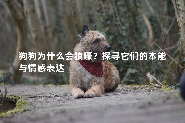 狗狗為什么會狼嚎？探尋它們的本能與情感表達