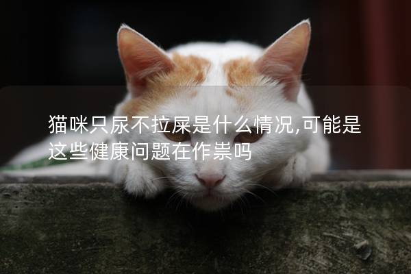貓咪只尿不拉屎是什么情況,可能是這些健康問題在作祟嗎