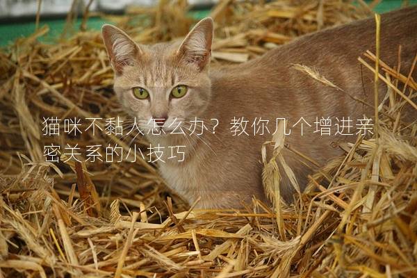 貓咪不黏人怎么辦？教你幾個增進親密關系的小技巧
