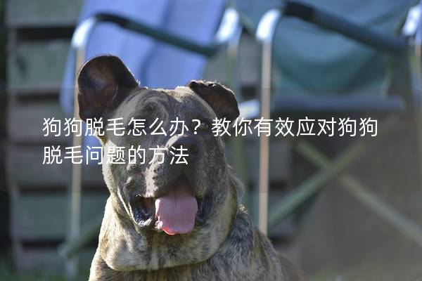 狗狗脫毛怎么辦？教你有效應(yīng)對(duì)狗狗脫毛問(wèn)題的方法