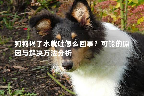 狗狗喝了水就吐怎么回事?可能的原因與解決方法分析 狗狗喝了水就吐怎么回事?可能的原因與解決方法分析