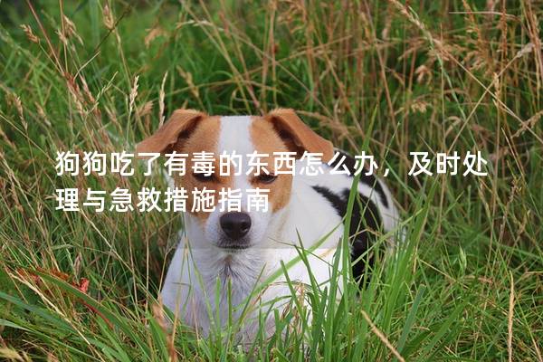 狗狗吃了有毒的東西怎么辦,及時處理與急救措施指南 狗狗吃了有毒的東西怎么辦,及時處理與急救措施指南