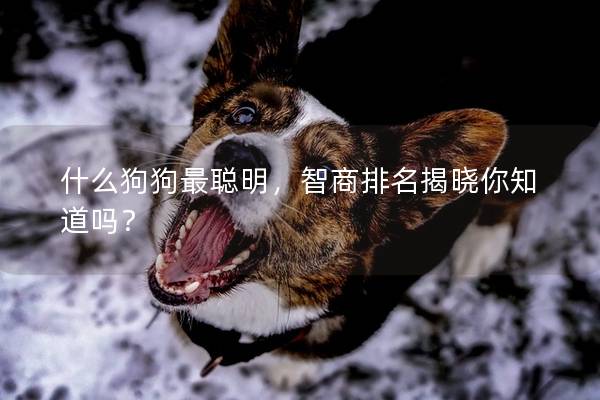 什么狗狗最聰明，智商排名揭曉你知道嗎？
