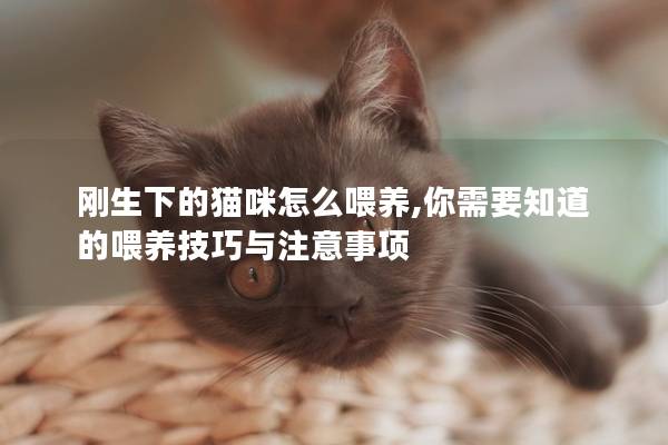 剛生下的貓咪怎么喂養(yǎng),你需要知道的喂養(yǎng)技巧與注意事項