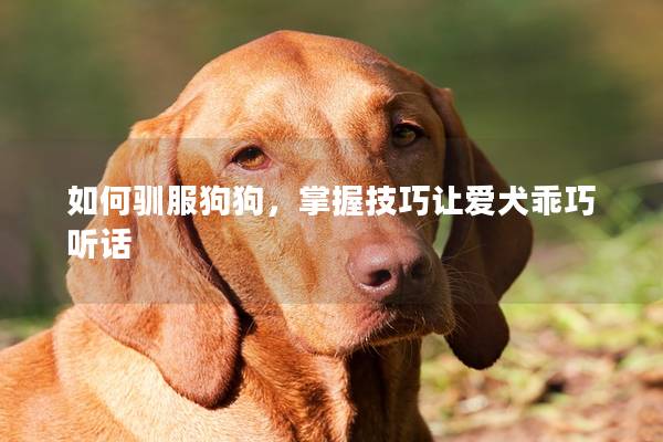如何馴服狗狗，掌握技巧讓愛犬乖巧聽話