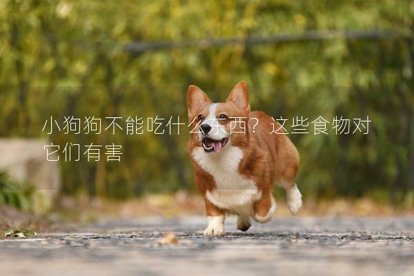 小狗狗不能吃什么東西？這些食物對它們有害