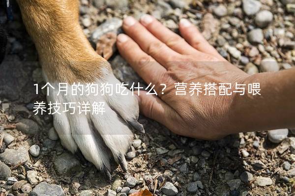 1個月的狗狗吃什么？營養(yǎng)搭配與喂養(yǎng)技巧詳解