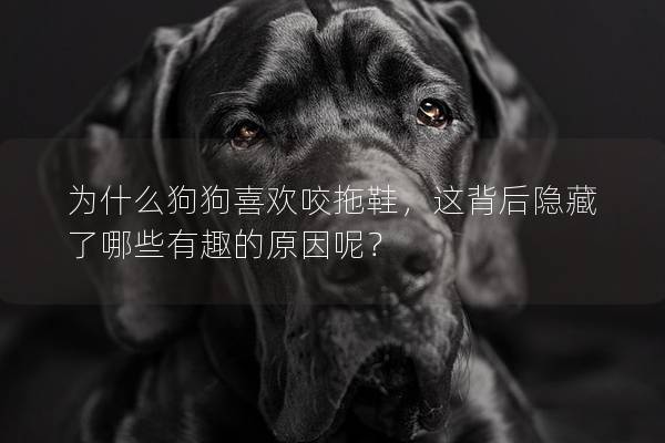 為什么狗狗喜歡咬拖鞋，這背后隱藏了哪些有趣的原因呢？