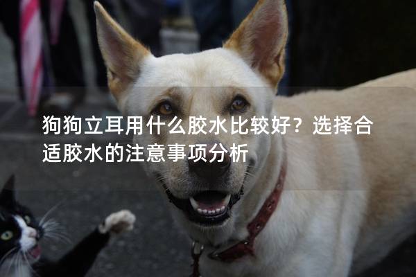 狗狗立耳用什么膠水比較好？選擇合適膠水的注意事項分析