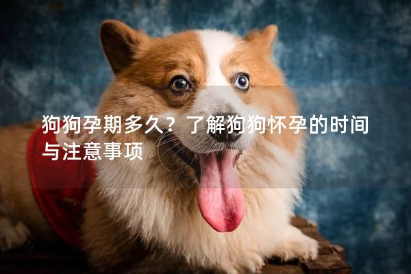 狗狗孕期多久？了解狗狗懷孕的時(shí)間與注意事項(xiàng)