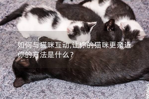 如何與貓咪互動,讓你的貓咪更親近你的方法是什么？
